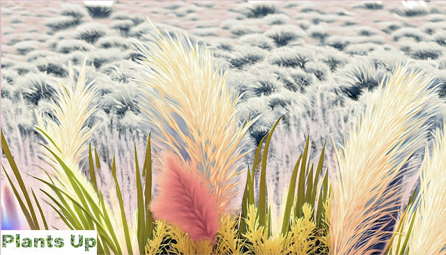 Ornamental Grasses: Maintaining and Caring for Grasses