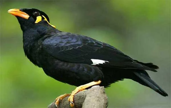 Beautiful Pictures of Myna Birds - Dove, Cuckoo, Myna, Tit, Pigeon, Kingfisher, Cockatoo, Beautiful Pictures of Birds - birds - NeotericIT.com