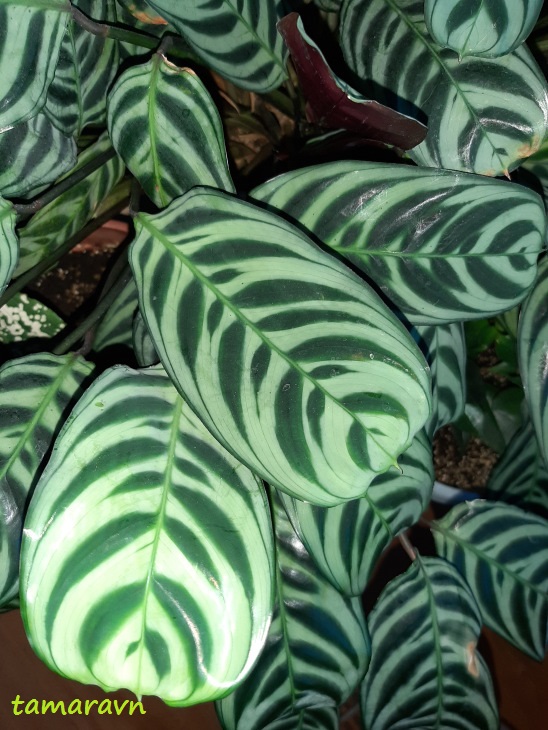 Строманта приятная (Stromanthe amabilis, =Ctenanthe burle-marxii, =Calathea amabilis))