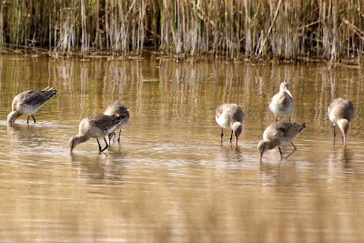 Skries - Grutto - Limosa limosa