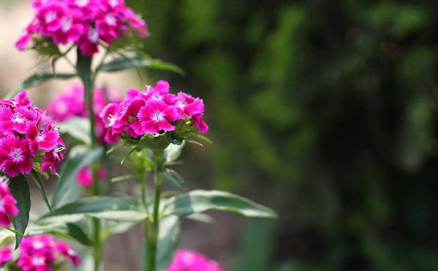 Sweet William Flowers Pictures