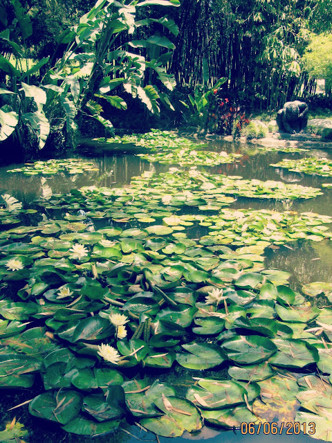 Huntington Gardens- Lilypads