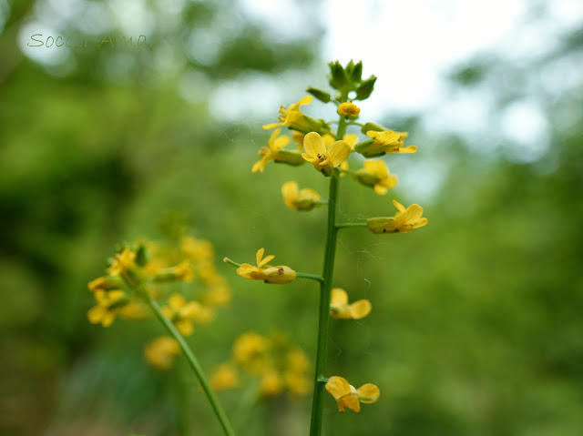 Barbarea orthoceras