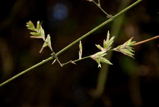 Bamboo Seeds2