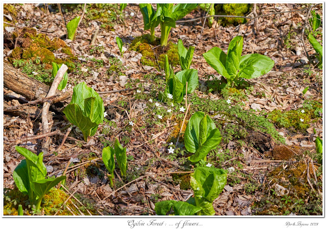 Ogilvie Forest: ... of flowers...