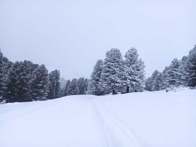 Weiße Winterlandschaft am Rittnerhorn mit ca. 10 cm Neuschnee. (Foto: Claudia De Bianchi, 18.01.2023)