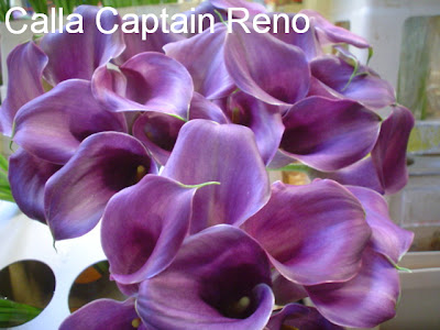 Calla Captain Reno