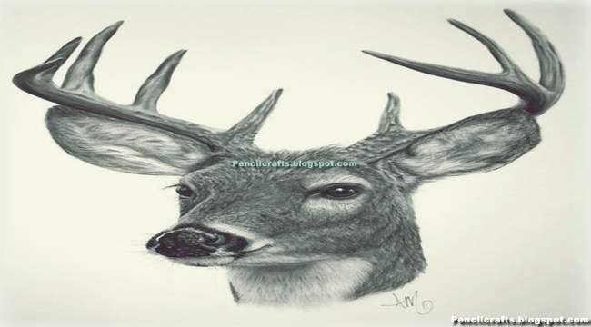 Pencil Drawings Deer