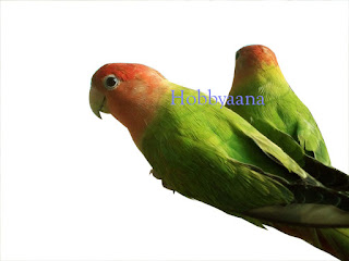 hobbyaana opline love bird