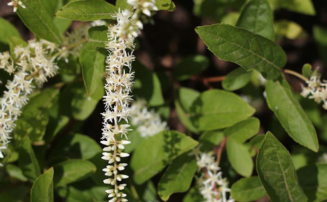 Itea Virginica Flowers