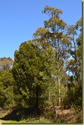 Bush Trees-1