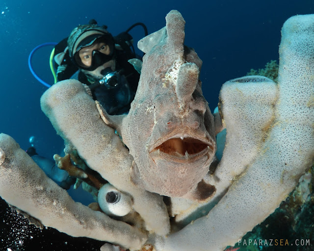 Scuba diving, underwater photography, dive philippines, Scuba diving philippines, underwater pictures, wide angle underwater photography, moalboal, dive moalboal, dive 2019