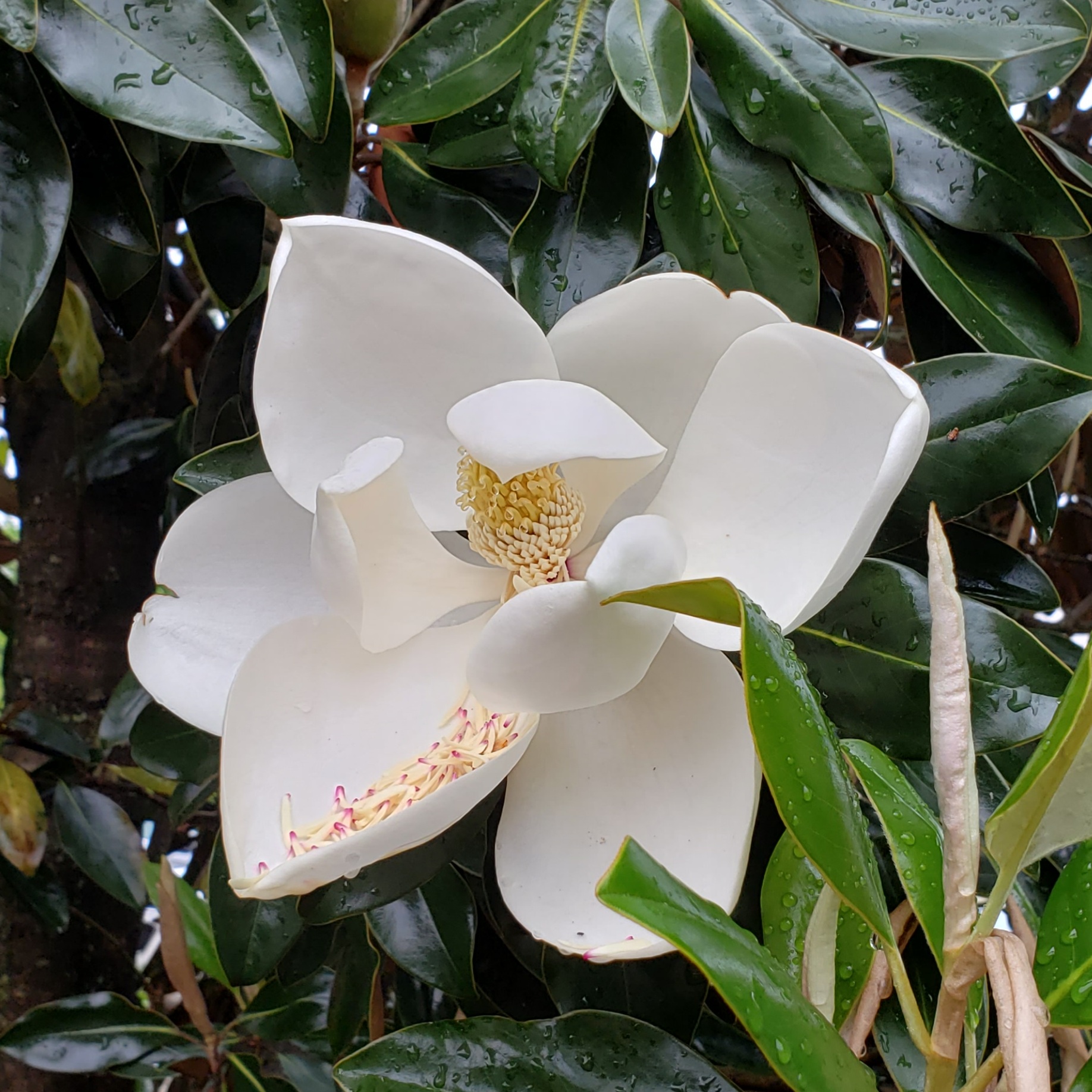アメリカ南部の夏の花 マグノリア Magnolia はミシシッピの州花です 今日のアメリカ 今日のパン アメリカ南部専業主婦日記