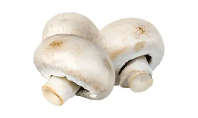 Best Mushroom for Pain Relief