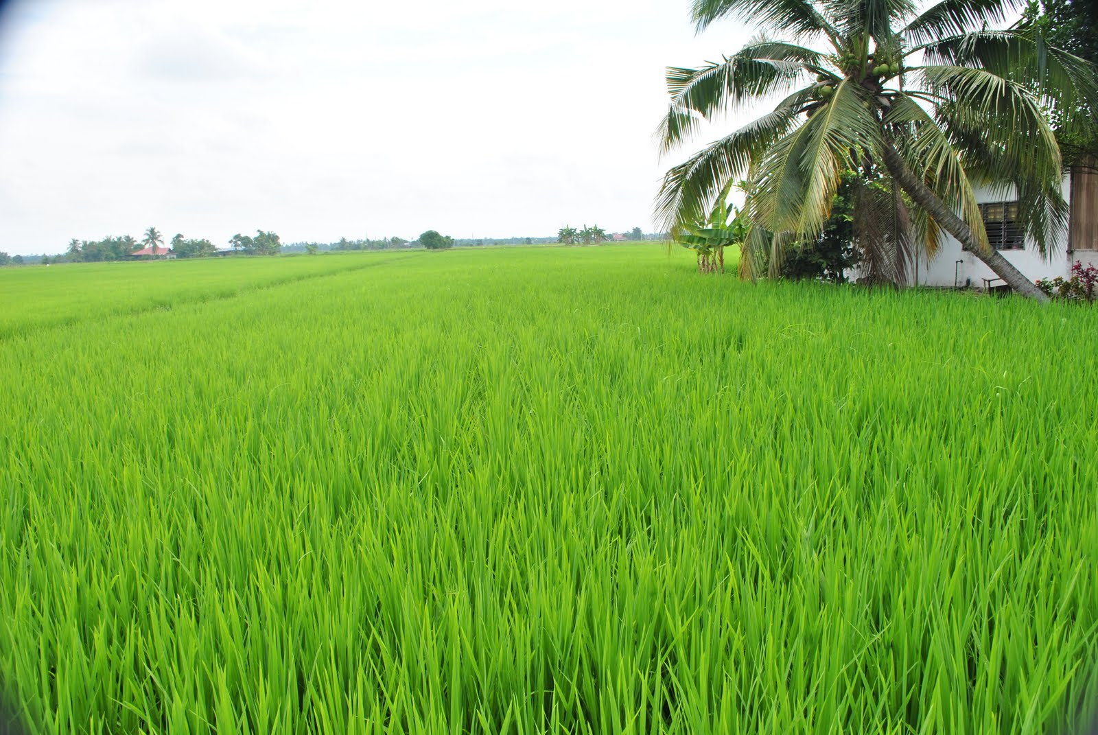 KHAULAH AL AZWA SAWAH PADI