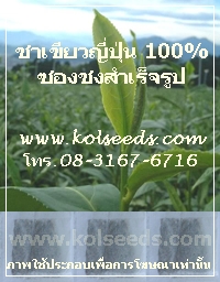 ชาเขียวญี่ปุ่น 100% ซองแช่