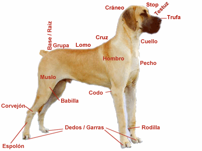 conocer el cuerpo de tu mascota, la anatomia canina