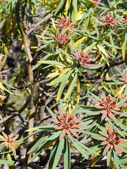 Euphorbia x navae. Domingo Sosa de la Fuente 02