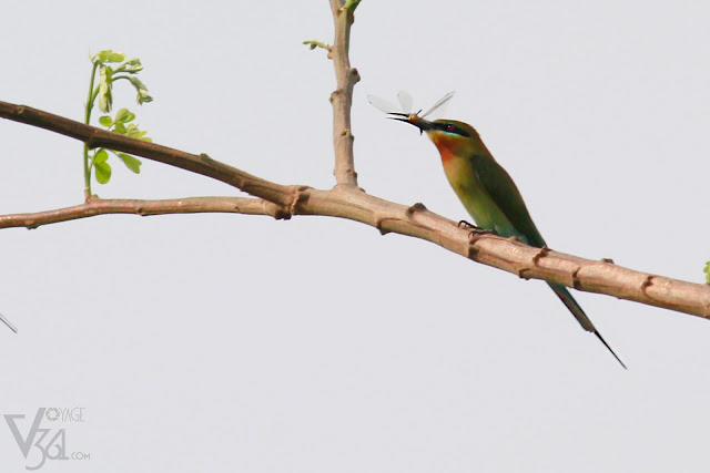 Blue-tailed bee-eater with its favorite food damselfly/dragonfly