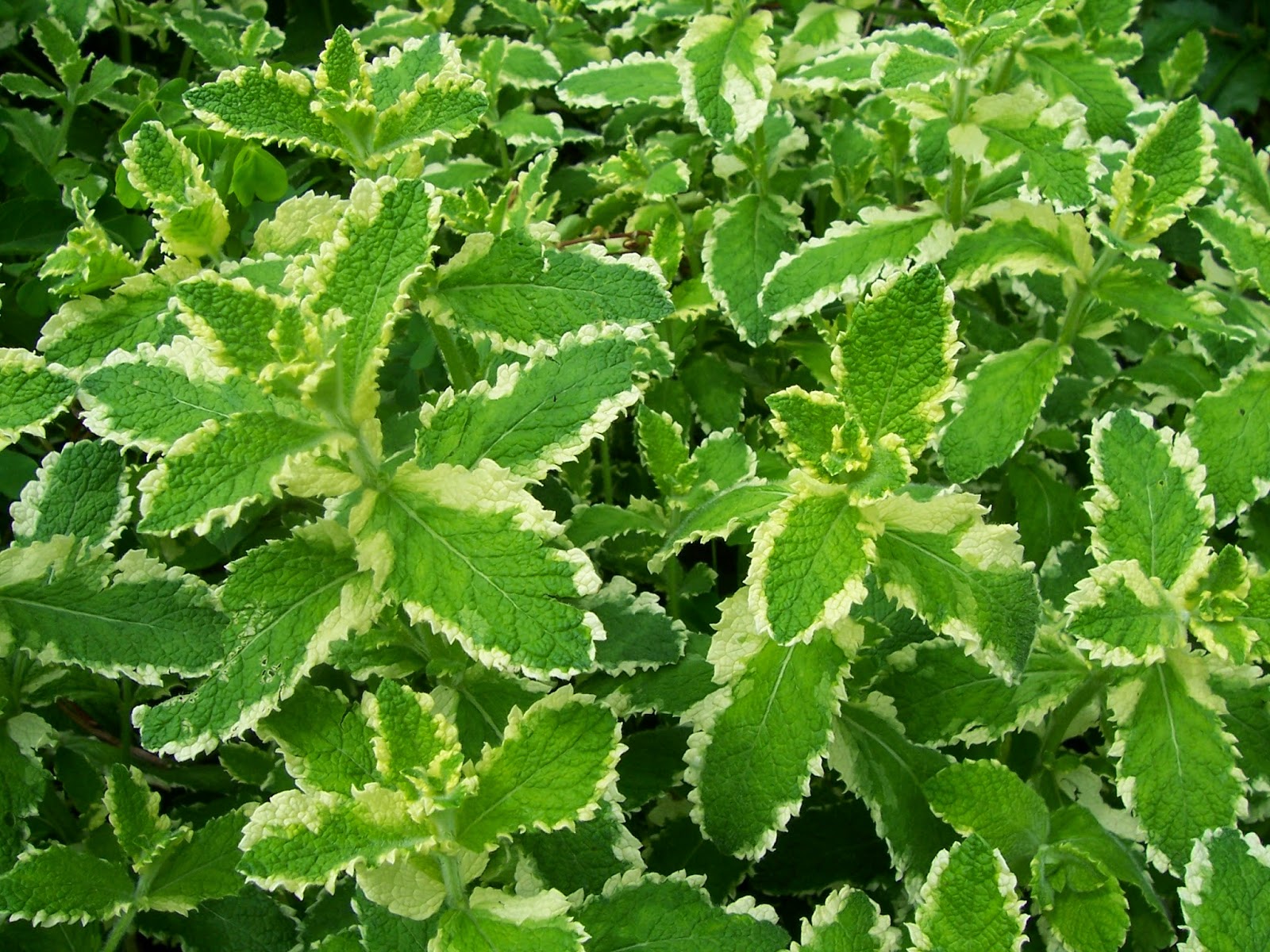 Backyard Patch Herbal Blog: Pineapple Mint - Herb of the week