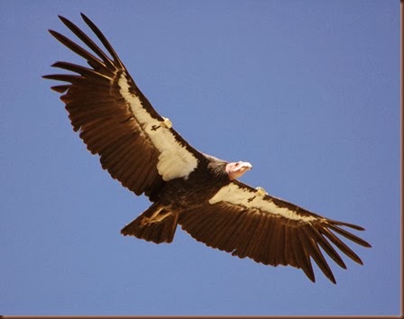 Amazing Animals Pictures California Condor (2)