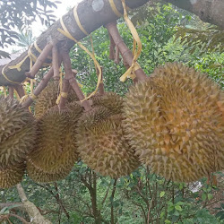 Pohon Bibit Durian Cane Cepat Berbuah