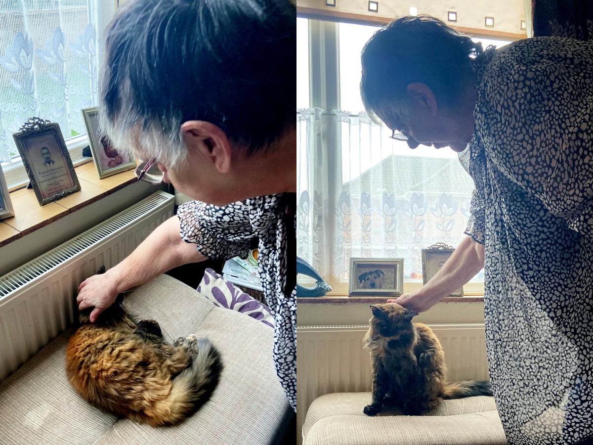 Rosie the Fluffy Tortoiseshell Cat being petted by her owner