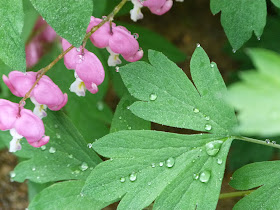 CHMusings: bleeding heart with tears