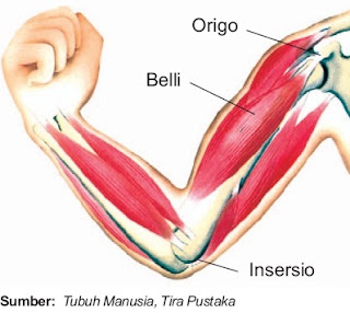 Di antara dua tendon terdapat pecahan sentra otot yang yang Pintar Pelajaran Mekanisme Gerak Otot dan Sumber Energi