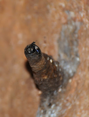 Stingless bee colony (Apidae, Meliponini)