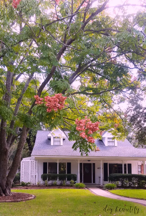 rain tree