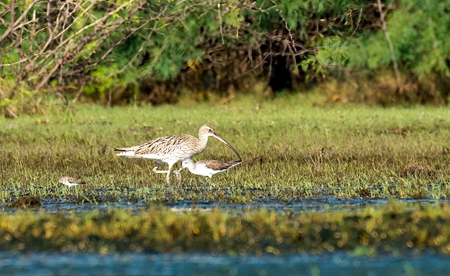 wetland water birds birding nature conservation travel pulicat lake chennai wildlife