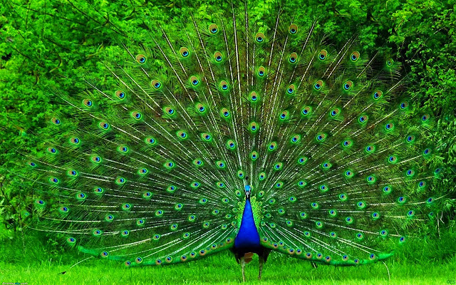 Peacock Wallpapers HD