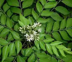 Unlocking the Health Benefits of Curry Leaves: Why You Should Add Them to Your Daily Diet