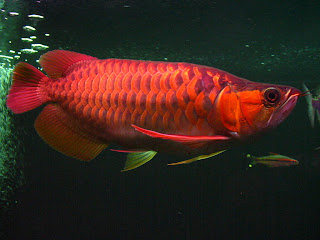 arowana red fish freshwater pets