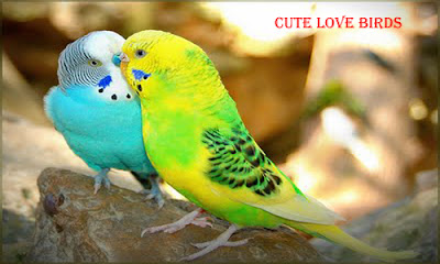 Cute Lovebirds