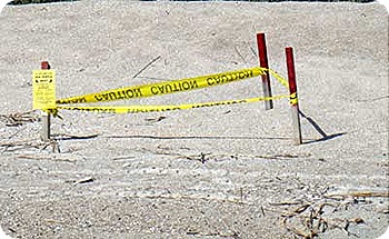 sea-turtle-nest