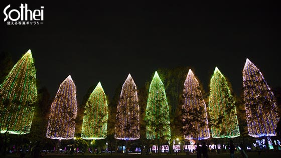 クリスマス並木 光の祭典