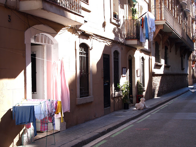 dog cloths barceloneta