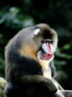 Foto Monyet Babun