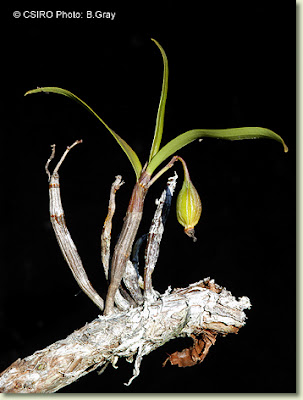 Dendrobium fellowsii care and culture