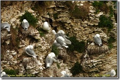 Bempton Cliffs D2h  01-04-2011 12-27-27