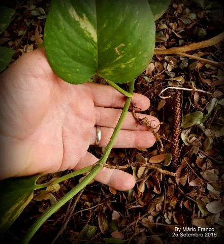 Como fazer mudas JIBÓIA-VERDE ( Epipremnum pinnatum )