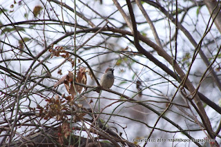 House Sparrow