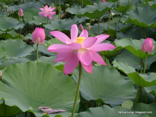 荷花图片中心荷花图片Lotus Flower荷花图片