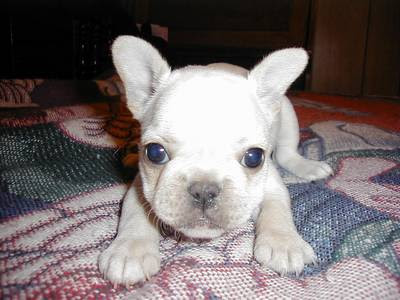 French Bulldog Puppies