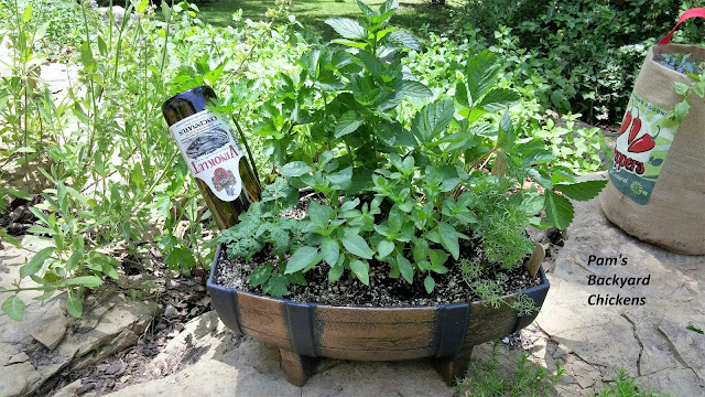 Planting herbs in pots has benefits for everyone from the space-starved gardener to the gardener with poor soil and everyone in between.