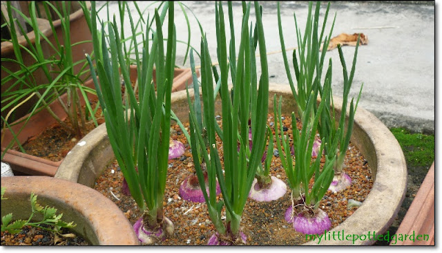 My Little Potted Garden: How I Plant Sprouted Onions