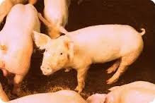 Pemkot Jayapura Salurkan Bibit Ternak Babi