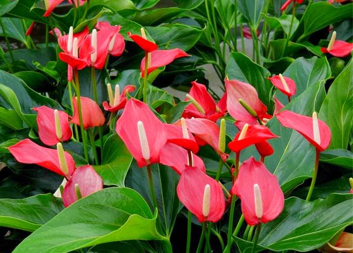 Anthurium : Nama Tanaman